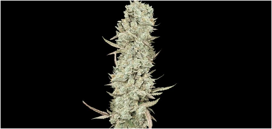 Green Crack